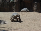danach gings nach San Diego in den Zoo