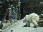 Eisbären,...