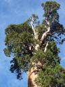drittgrößter Baum der Welt