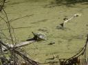 und Schildkröten