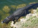 ja in den Everglades gibt es auch freilebende Alligatoren